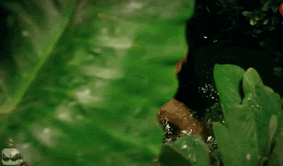 video2gif_20190714_190422-2020-9419559